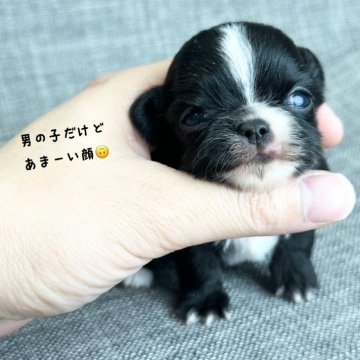 チワワ(ロング)【兵庫県・男の子・2024年4月7日・ブラック&ホワイト】の写真「珍しいソリッド系ブラック＆ホワイト」