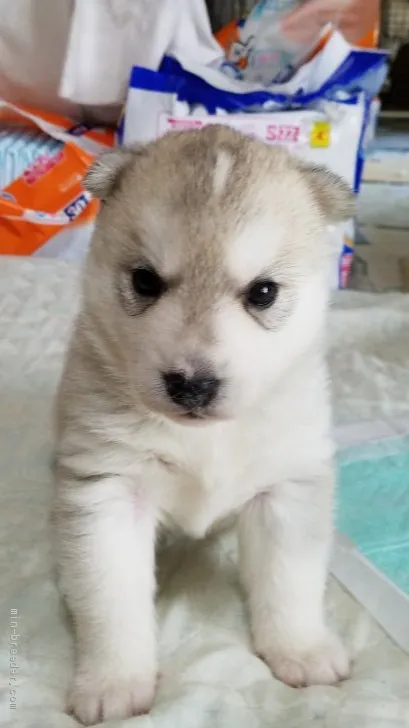 ID：1905-00257の子犬