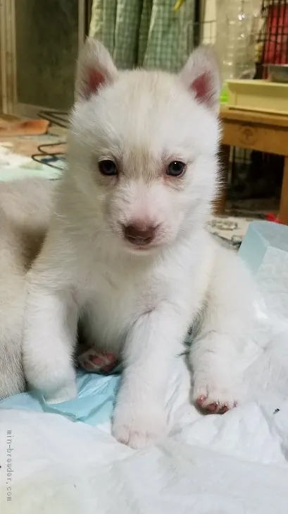 H.O 様のお迎えした子犬