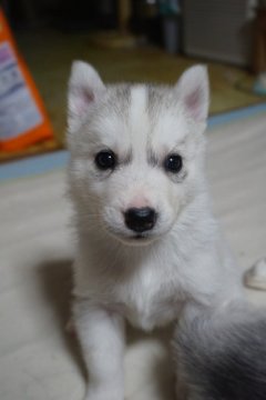 シベリアンハスキー【愛媛県・女の子・2015年8月19日・シルバー&ホワイト】の写真「薄いシルバーで美人さんな女の子です。」