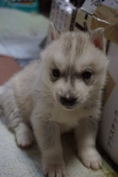 シベリアンハスキー【愛媛県・男の子・2017年1月18日・シルバー&ホワイト】の写真「食欲旺盛な男の子です。」