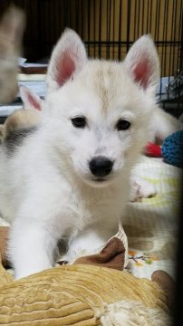 シベリアンハスキー【愛媛県・男の子・2020年3月12日・シルバー&ホワイト】の写真「薄いシルバー&ホワイトの男の子です。」