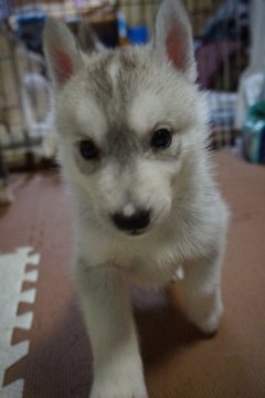 シベリアンハスキー【愛媛県・女の子・2017年1月18日・シルバー&ホワイト】の写真「可愛い女の子です」