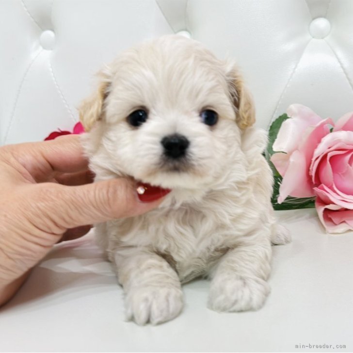 ブリーダー画像