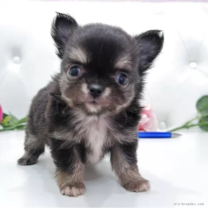 チワワ(ロング)【埼玉県・男の子・2025年9月29日・ブラックタンアンドホワイト】の写真1