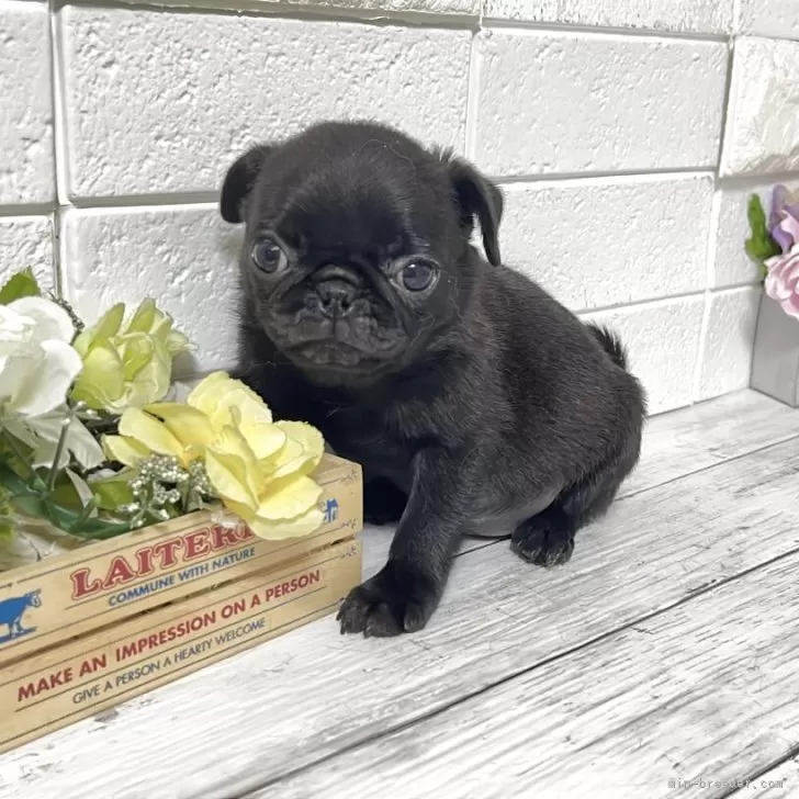 ID:2504-03748の子犬