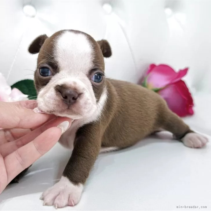 T.M 様のお迎えした子犬