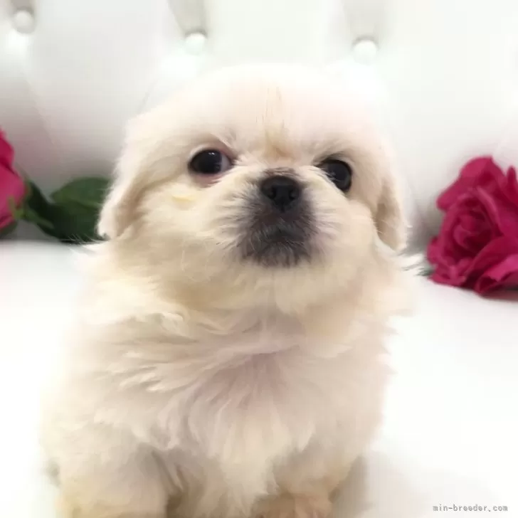 ID：2507-06703の子犬