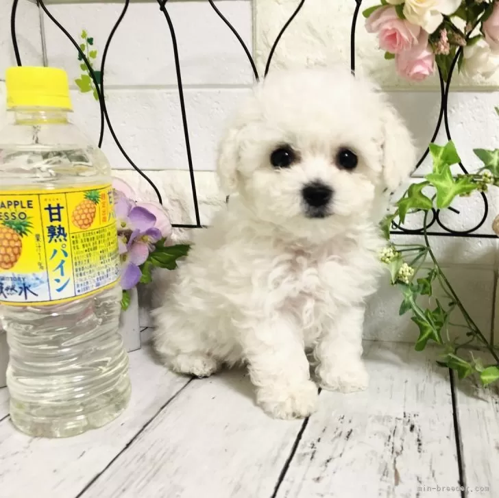 ID：2502-05879の子犬