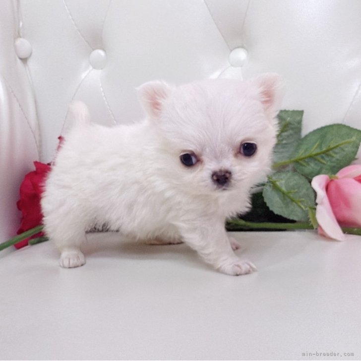 ブリーダー画像