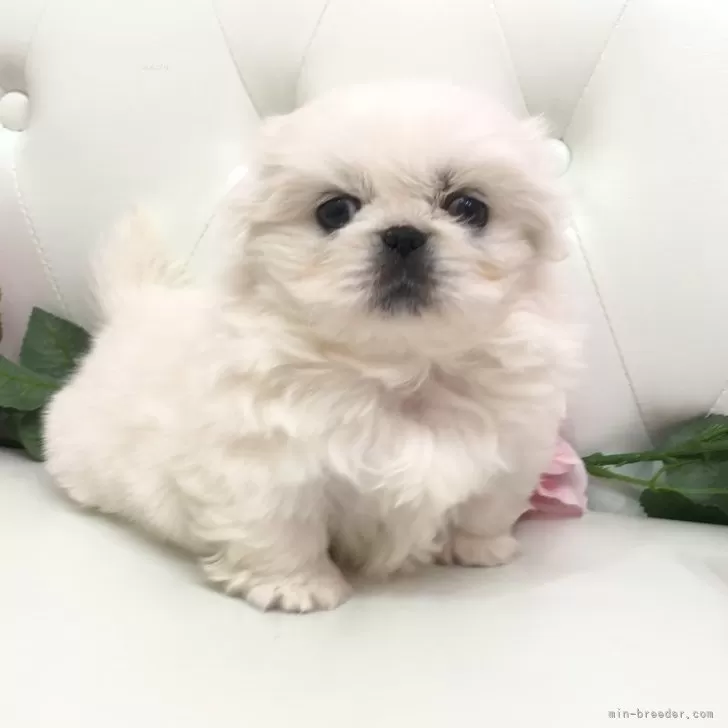 ID:2501-04408の子犬