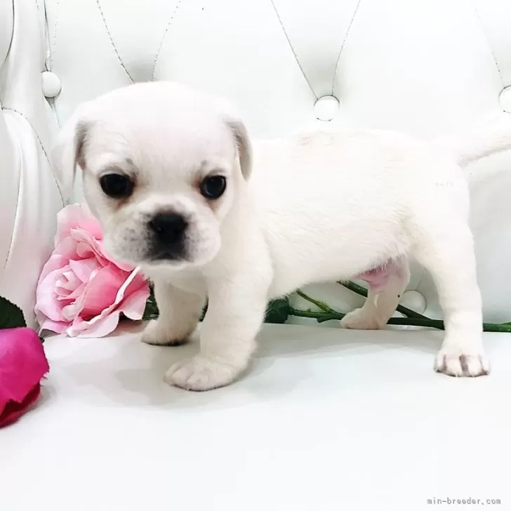 ID：2506-06903の子犬