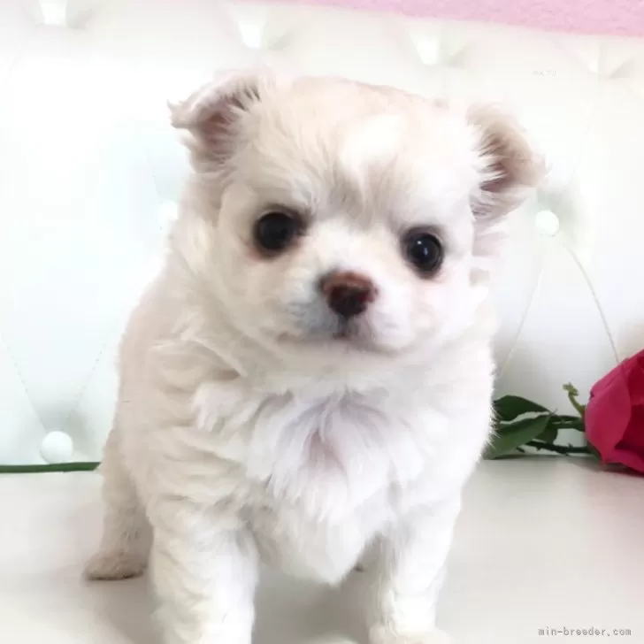 ID：2503-06183の子犬