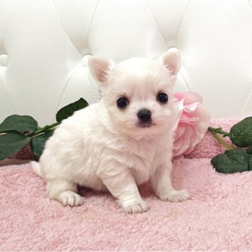 チワワ(ロング)【埼玉県・男の子・2025年10月30日・クリームアンドホワイト】の写真「めちゃくちゃ可愛いクリーム君両親遺伝子クリア🧬」