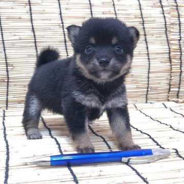 豆柴【埼玉県・男の子・2025年6月10日・黒】の写真「極小お探しの方必見💕小豆柴のような小ささです」