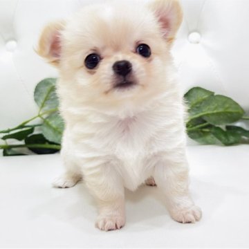 チワワ(ロング)【埼玉県・男の子・2025年9月30日・クリーム&ホワイト】の写真「11/25で募集終了です‼️お問い合わせお早めに〜」