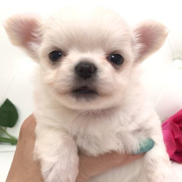 チワワ(ロング)【埼玉県・男の子・2025年7月5日・ホワイトアンドクリーム】の写真「めっちゃ可愛いムチムチボディ可愛い女の子ちゃん💕」