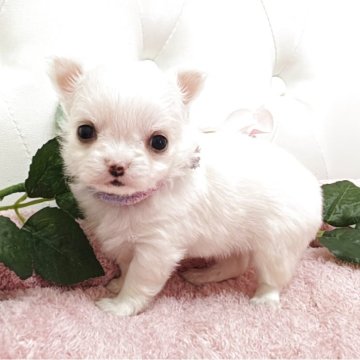 チワワ(ロング)【埼玉県・女の子・2025年10月30日・クリームアンドホワイト】の写真「めちゃくちゃチビチビ可愛い子両親遺伝子クリア🧬」