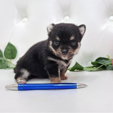 ミックス(豆柴×チワワ)【埼玉県・男の子・2025年8月1日・黒(ブラックタン)】の写真「両親の良いところ取りの可愛い小さな豆チワくん🩷」