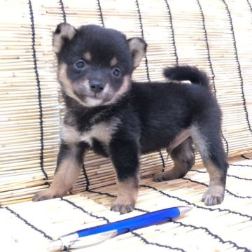 柴犬(豆柴)【埼玉県・男の子・2025年6月10日・黒】の写真「極小お探しの方必見💕小豆柴のような手のひらサイズ」