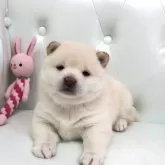 豆柴【埼玉県・女の子・2024年12月19日・白】の写真1「つぶらな瞳で可愛いです💕」