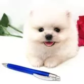 ポメラニアン