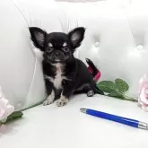 チワワ(ロング)