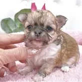 チワワ(ロング)