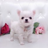 チワワ(ロング)