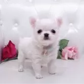 チワワ(ロング)