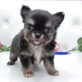 チワワ(ロング)