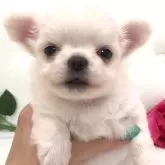 チワワ(ロング)