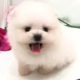 ポメラニアン