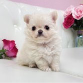 チワワ(ロング)