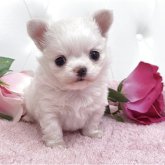 チワワ(ロング)