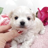 ミックス(ビションフリーゼ×チワワ)