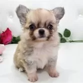 チワワ(ロング)