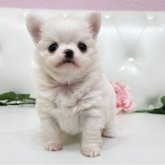 チワワ(ロング)