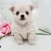 チワワ(ロング)