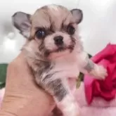 チワワ(ロング)