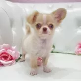 チワワ(ロング)