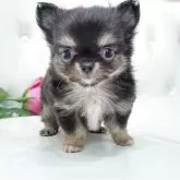 チワワ(ロング)