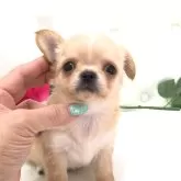 チワワ(ロング)