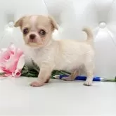 チワワ(ロング)