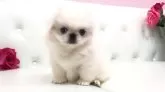 ペキニーズ【埼玉県・女の子・2024年9月21日・ホワイト】の写真3「🤍白くまちゃんみたい🐻‍❄️」