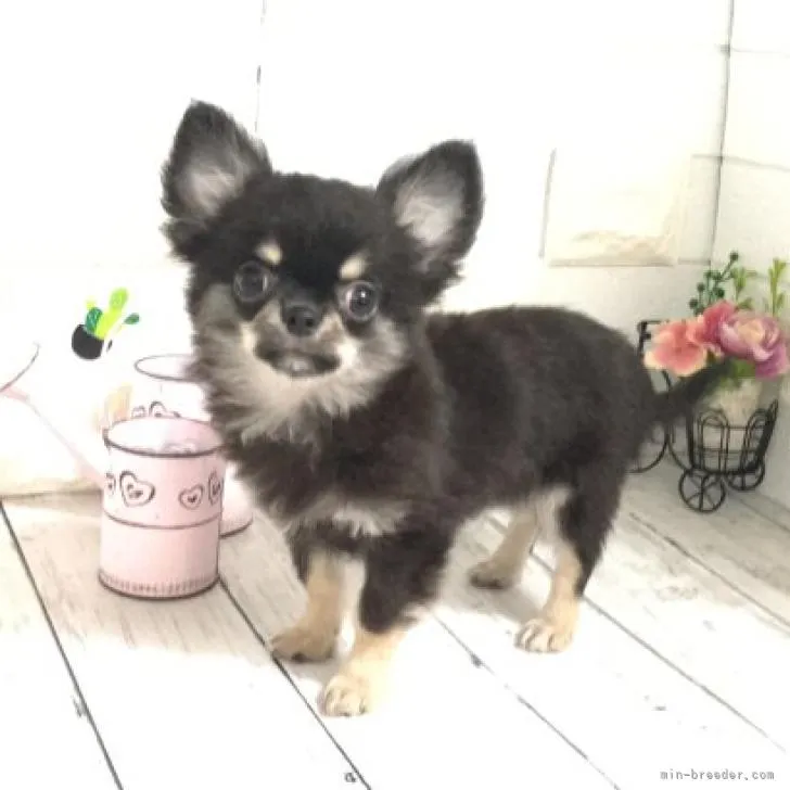 ID：2208-00875の子犬
