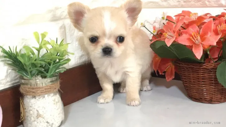 ID:2002-01376の子犬