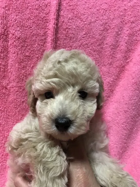 ID：1609-01699の子犬