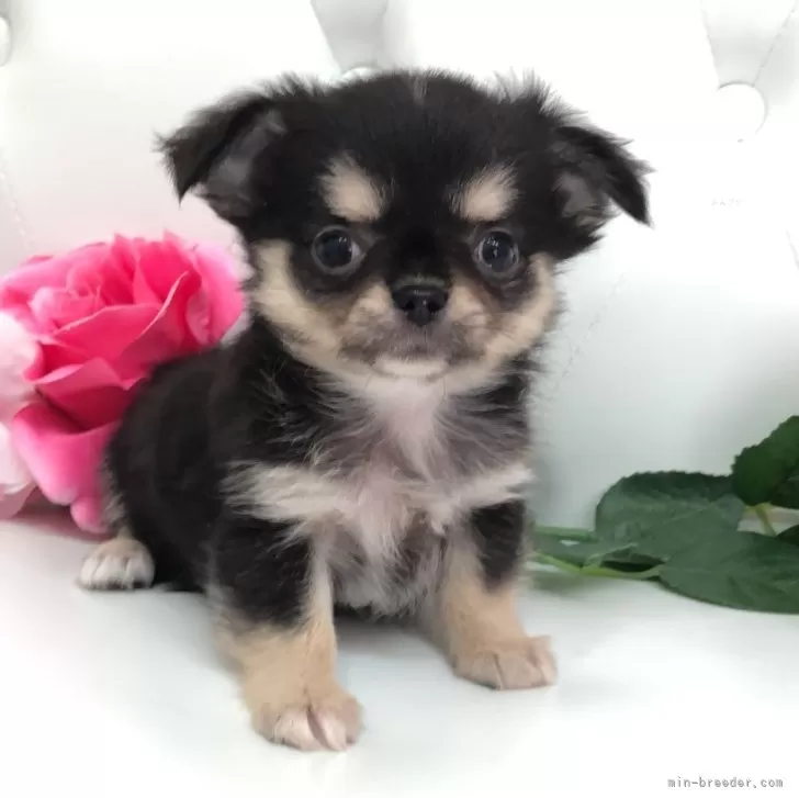 ID：2405-03923の子犬