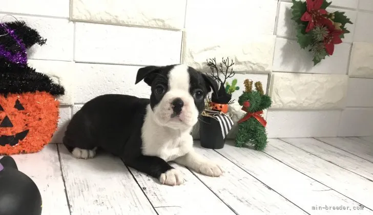 ID:2111-00727の子犬